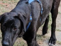 Köpeğimize çok çok acil yuva