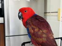 ECLECTUS PAPAĞANI