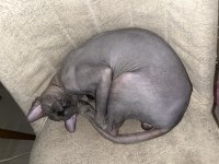 Safkan erkek sfenks