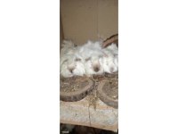 Karne hediyeleri guinea pigler