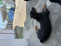 SAFKAN 6 AYLIK ERKEK ROTTWEİLER