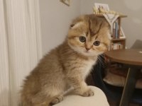 Black Golden Sıfır Kulak Dişi Scottish Fold Yavrular