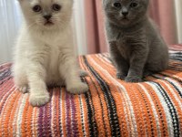 British shorthair yavru