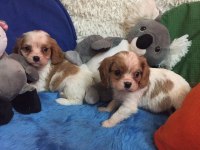 Cavalier king charles