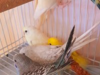 YENİ YEME DÜŞMÜŞ EV ÜRETİMİ BEBEK MUHABBETCİKLER