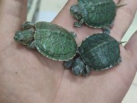 Bebek kırmızı yanak Su kaplumbağaları