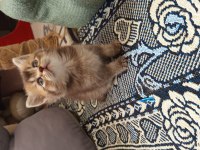 British shorthair yavrularımız yeni yuvasını arıyor