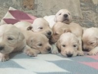 A+ Kalite Golden Retriever Yavrular 81 ile Gönderim Mevcut
