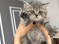 British shorthair blue tabby