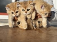Ankaranın en güzel golden british shorthair yavruları