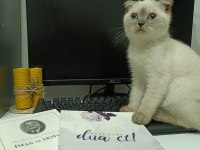 Pamuk kedimi sahiplendiriyorum