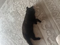 1 yaşında british shorthair