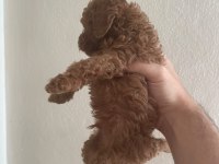 Toy poodle bebeklerim yeni yuvalarına gitmeye hazır