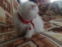 Ücretli sahiplendirme scottish fold blue point