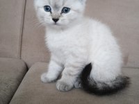 BLUE POİNT ERKEK BRİTİSH SHORTHAİR BEBEKLER