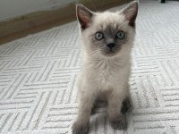 3 aylık blue point dişi