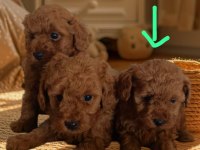 Saf Toy Poodle Nadir Kalite