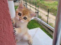 Golden British Shorthair