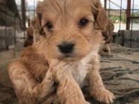 Sevimli ırk maltipoo