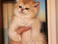 Golden British Shorthair Yavrular Ny12 Cy12