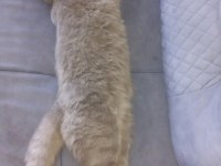 Yakışıklı british shorthair oğlum duman