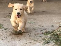 SAFKAN BABY FACE (BEBEK YÜZ) GOLDEN RETRİEVER PUPPY