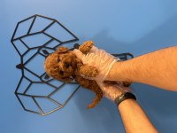 OYUNCAK TOY POODLE BEBEKLERİMİZ
