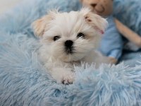Korean morkie puppies (cheap) 1bucuk kg