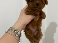 TEACUP TOY POODLE