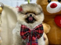 3 aylık dişi show class pomeranian yavrumuz