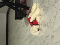 Sahibinden maltese terrier