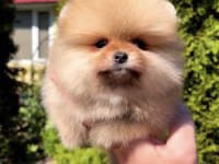 Daha İyisi Yok Ayı Surat Pomeranian Boo