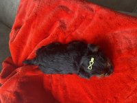 Tecup yorkshire terrier kaliteli
