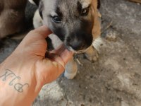 2 Aylık Yavru Köpekler