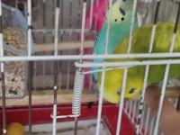 Ücretsiz sahiplendirme muhabbet kuşumuz