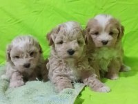 Anne altından o orjinal maltipoo bebekler