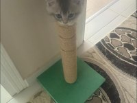 YAVRU KEDİLERİMİZ - ANNE RUS BABA SCOTTİSH FOLD