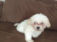 Maltipoo köpeğimiz