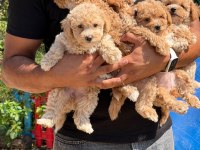 Büyümeyen Aşılı Çiş Eğitimli Maltipoo Bebekler
