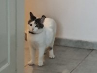 GAZİEMİRDE KISIR AŞILI TEKİR