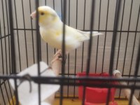 Hazir bangir bangir oter durumda sari mozaik kanarya