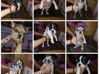 2 aylık fransız bulldog yavruları 7 tane 3 dişi 4 erkek