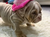 TÜRKİYE DE TEK ENGLİSH BULLDOG