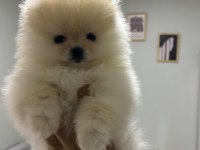 3 aylık sıfır burun orjinal tüm eşyalarıyla pomeranian