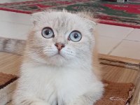 British Shorthair Beyaz Dişi
