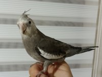 Erkek konuşur vaziyette sultan papağanı grey