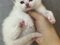 British shorthair beyaz yavru kedimiz