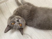 Safkan british shorthair dişi ücretsiz