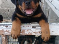 Rottweiler Yavru Köpekler