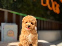 Baby Face Kore maltipoo köpekler